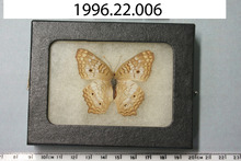broward_61-Thumbnail Image.jpg