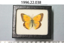 broward_62-Thumbnail Image.jpg
