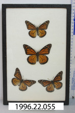 broward_64-Thumbnail Image.jpg