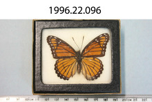 broward_67-Thumbnail Image.jpg