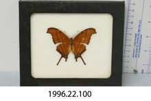 broward_68-Thumbnail Image.jpg